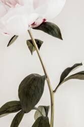 Peony 09 (1x Studio III) - Muzeo.com
