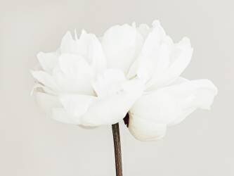 Peony 11 (1x Studio III) - Muzeo.com