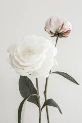 Peony 12 (1x Studio III) - Muzeo.com