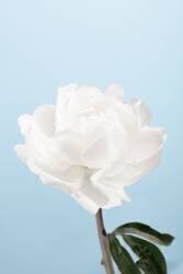 Peony 1 (1x Studio III) - Muzeo.com