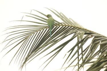 Perché (NR Govindarajan) - Muzeo.com