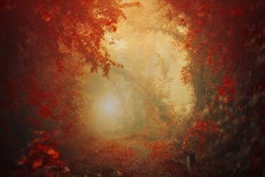 Personal Journey (Ildiko Neer) - Muzeo.com