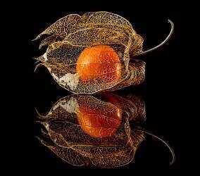 Physalis (Klaus Grosshanten) - Muzeo.com