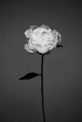 Pivoine (Antonida Frolova) - Muzeo.com