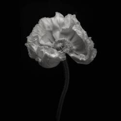 Poppy (Lotte Gronkjar) - Muzeo.com