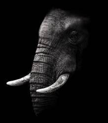 Portrait (WildPhotoArt) - Muzeo.com