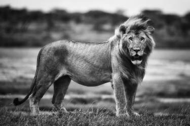 Pose royale (Mohammed Alnaser) - Muzeo.com