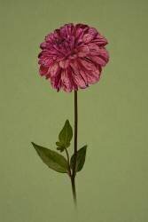 Pretty girl (Richard Urbanski) - Muzeo.com