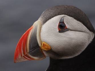 Puffin (Rostovskiy Anton) - Muzeo.com
