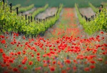 Quartier rouge (Ales Komovec) - Muzeo.com