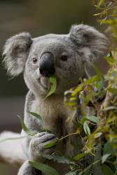 Queensland Koala (anonyme) - Muzeo.com