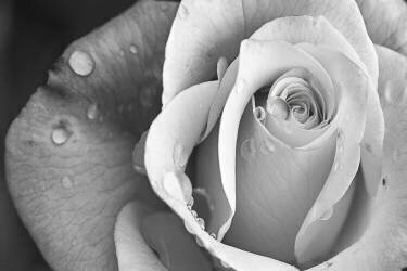 Rain Drops (Çiçek Kıral) - Muzeo.com