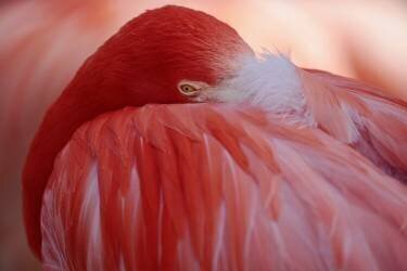 Red (Antje Wenner-Braun) - Muzeo.com