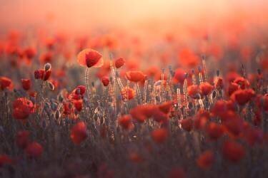 Red (Sebastien Blomme) - Muzeo.com