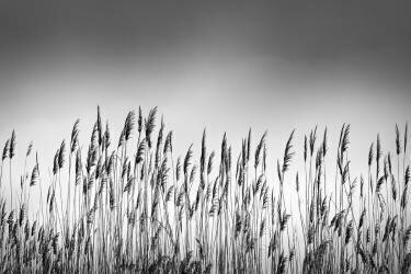 Reeds (George Digalakis) - Muzeo.com