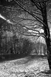 Résilience (Jérôme Prince) - Muzeo.com