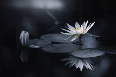 Reflection (Takashi Suzuki) - Muzeo.com