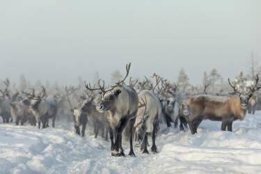 Reindeers (Patrik Minar) - Muzeo.com