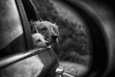 Roadtrip (Roxana Labagnara) - Muzeo.com