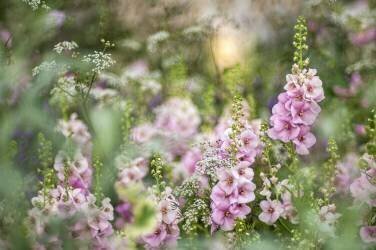 Romance (Jacky Parker) - Muzeo.com