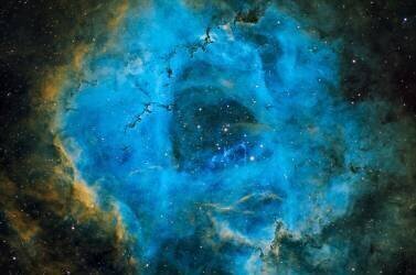 Rosette (Vikas Chander) - Muzeo.com