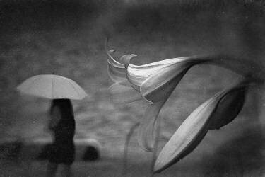 Sans titre (Teruhiko Tsuchida) - Muzeo.com