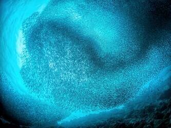 Schooling Sardines (Henry Jager) - Muzeo.com