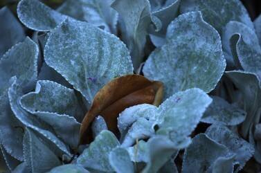 Seasons (Robin Wechsler) - Muzeo.com