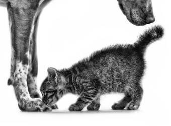 Sentez-moi (Monte Pi) - Muzeo.com