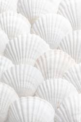 Coquilles 3 (1x Studio III) - Muzeo.com