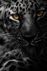 Silent intensity (Maron  Photography) - Muzeo.com