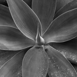 Sintra #06 (Nana Sousa Dias) - Muzeo.com