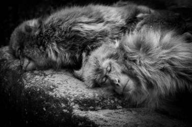 Sleeping (Akihiro Shibata) - Muzeo.com