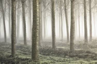 Small woodland (Fiorenzo Carozzi) - Muzeo.com