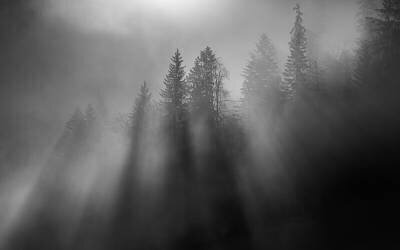 Soleil d'hiver (Andy Dauer) - Muzeo.com