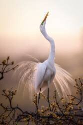 Solo Dance (Michael Zheng) - Muzeo.com