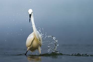 Éclaboussures (Ahmed Sobhi) - Muzeo.com