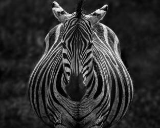 Stare (Jiong Chen) - Muzeo.com