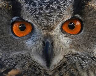 Staring at... (Rob Li) - Muzeo.com