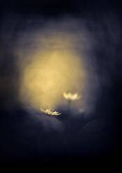 Stars (Mika Suutari) - Muzeo.com