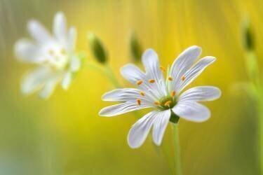 Stitchwort (Mandy Disher) - Muzeo.com