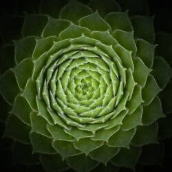 Succulent (Victor Mozqueda) - Muzeo.com