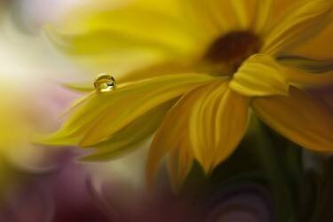 SunBeam (Juliana Nan) - Muzeo.com