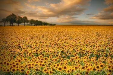Tournesols (Piotr Krol (Bax)) - Muzeo.com