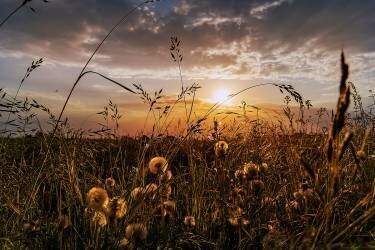 Sunlight (Michael) - Muzeo.com