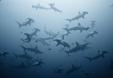 Swarming (Alexander Safonov ) - Muzeo.com