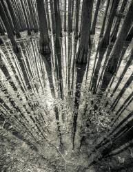 Synchronicity (Aurel Manea) - Muzeo.com