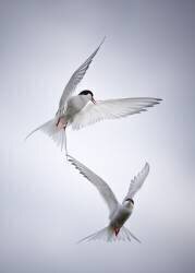 Tango arctique (Fegari) - Muzeo.com