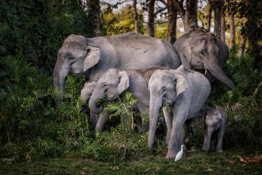 Tasty leaves (Pavol Stranak) - Muzeo.com