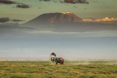 The magic of Amboseli (Jeffrey C. Sink) - Muzeo.com